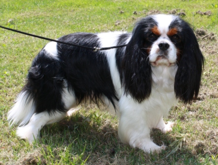 Les Cavalier King Charles Spaniel de l'affixe de la Lande du Médoc