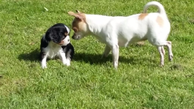 de la Lande du Médoc - MON BEBE CAVALIER ET MA CHIHUAHUA 