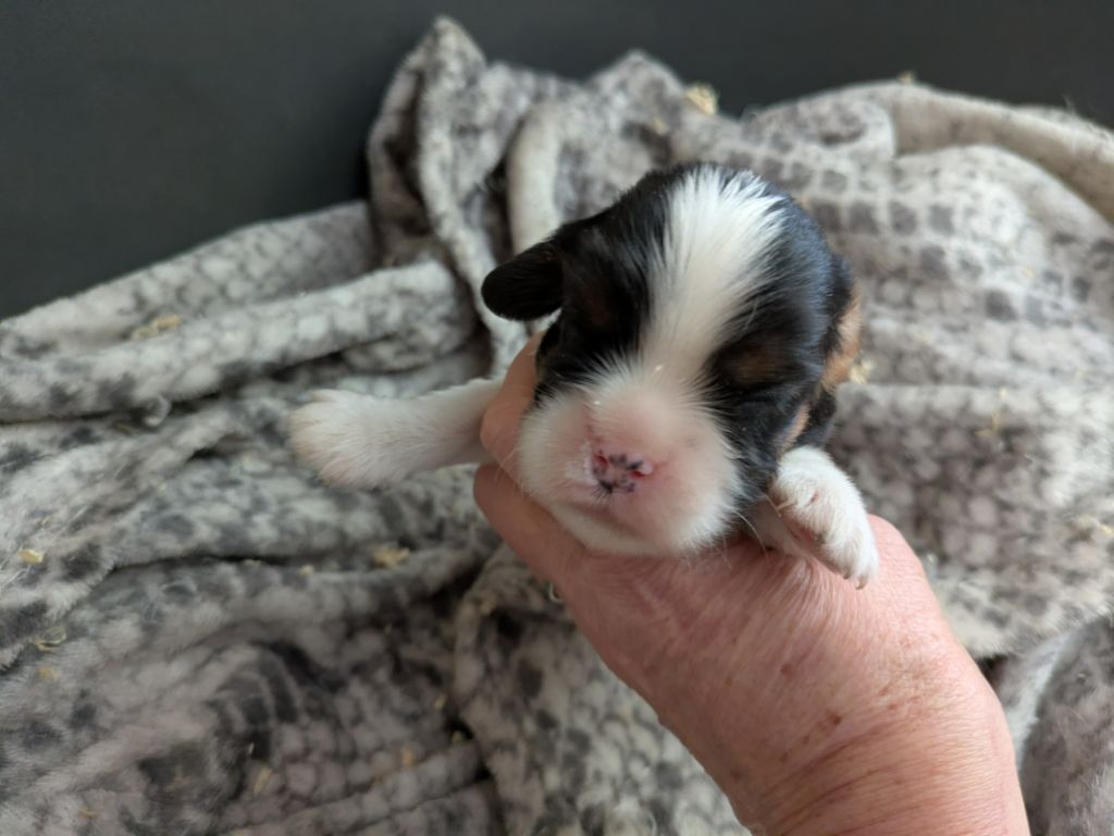 de la Lande du Médoc - Chiot disponible  - Cavalier King Charles Spaniel