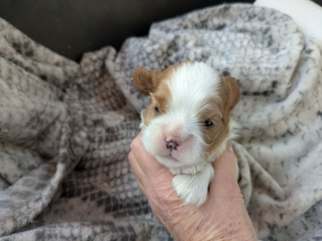 de la Lande du Médoc - Chiot disponible  - Cavalier King Charles Spaniel