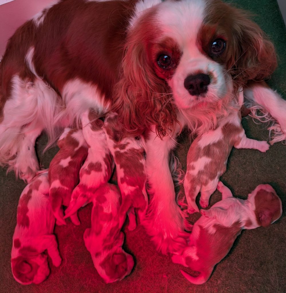 chiot Cavalier King Charles Spaniel de la Lande du Médoc