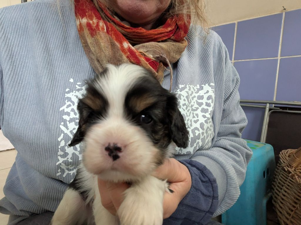 de la Lande du Médoc - Chiot disponible  - Cavalier King Charles Spaniel