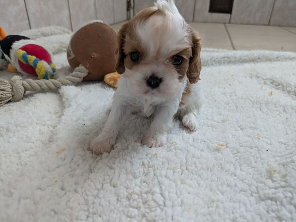 de la Lande du Médoc - Chiot disponible  - Cavalier King Charles Spaniel