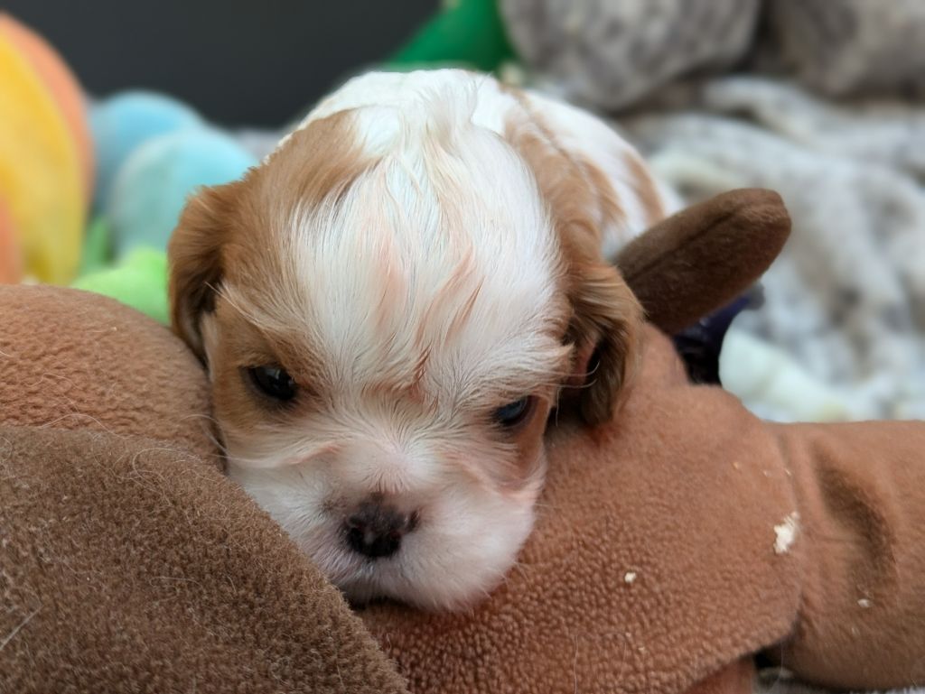 de la Lande du Médoc - Chiot disponible  - Cavalier King Charles Spaniel