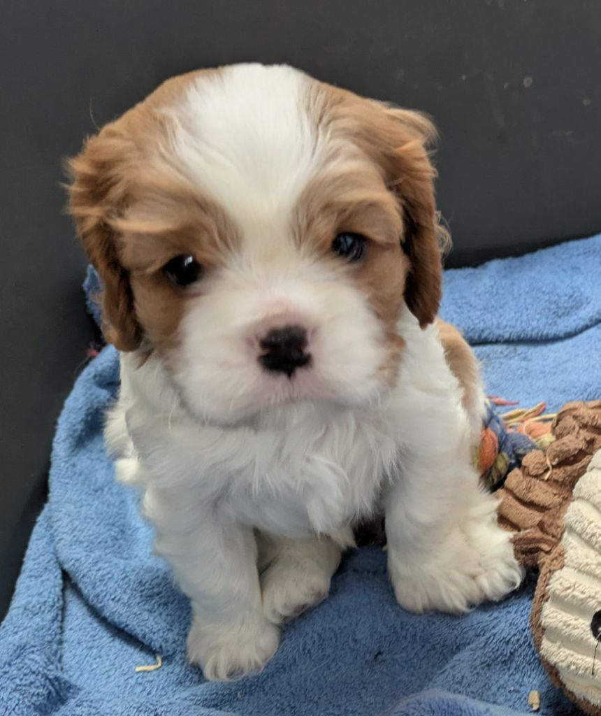 de la Lande du Médoc - Chiot disponible  - Cavalier King Charles Spaniel