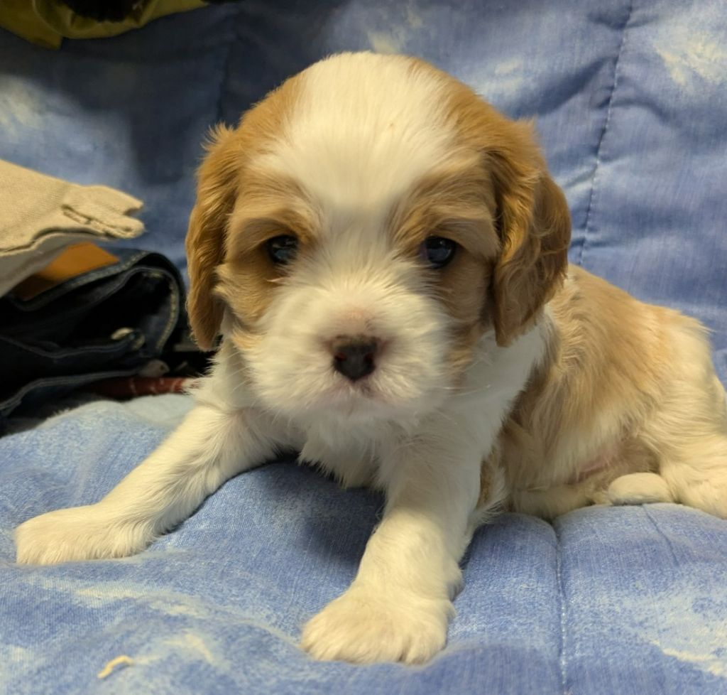 de la Lande du Médoc - Chiot disponible  - Cavalier King Charles Spaniel