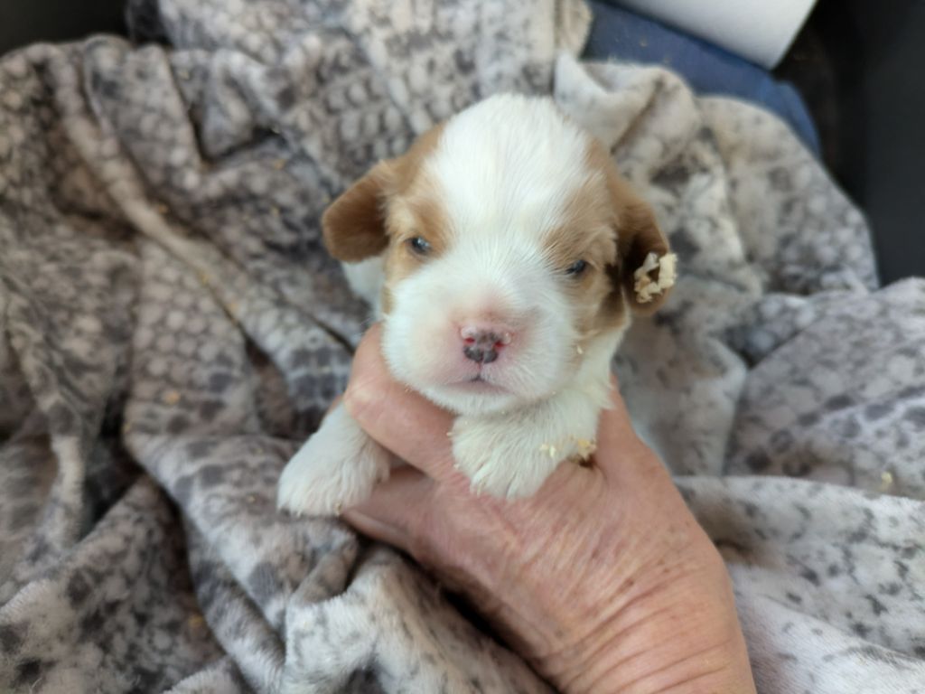 de la Lande du Médoc - Chiot disponible  - Cavalier King Charles Spaniel