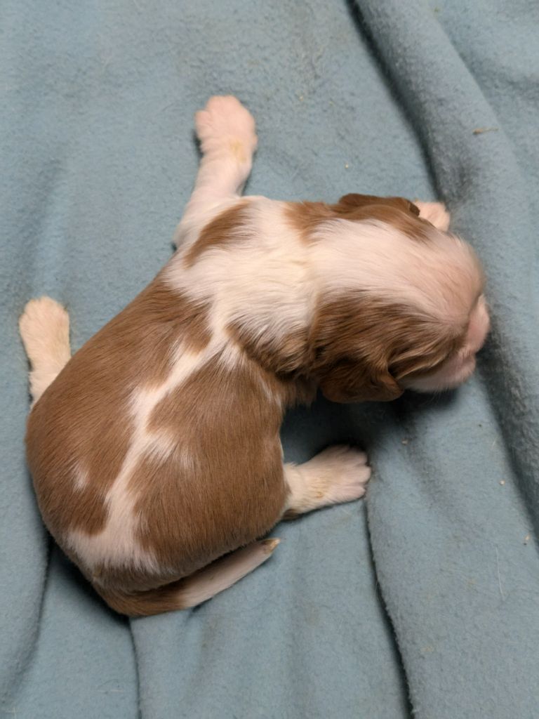 de la Lande du Médoc - Chiot disponible  - Cavalier King Charles Spaniel