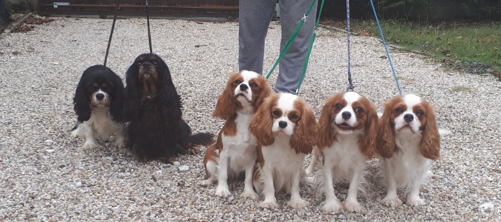 JOURNEE REGIONALE CAVALIER KING CHARLES