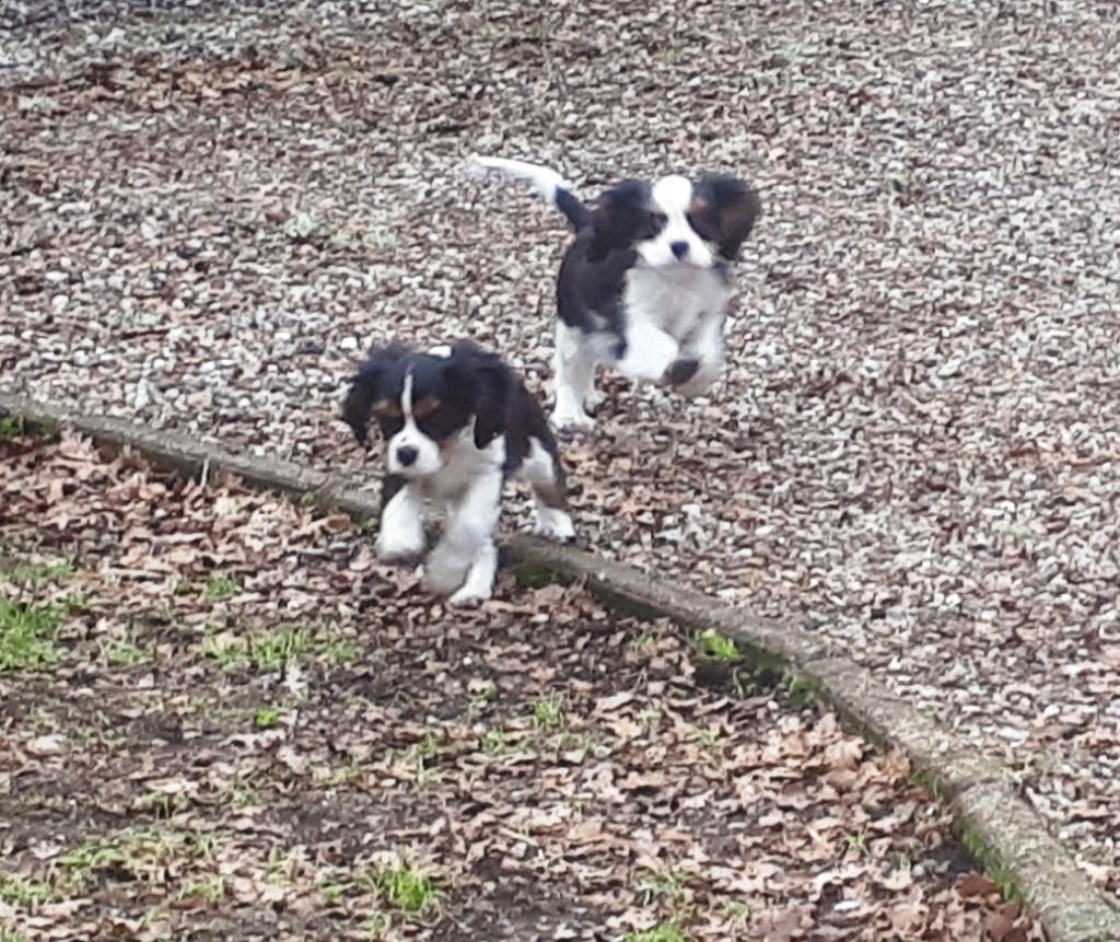 OLIVIA ET OLIVER MES PETITS DERNIERS