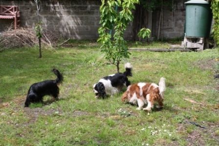 MES CHIENS