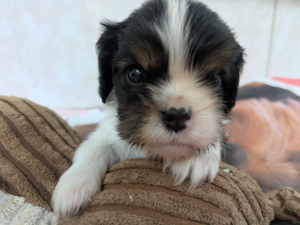 de la Lande du Médoc - Chiots disponibles - Cavalier King Charles Spaniel
