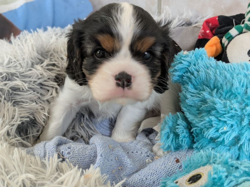 de la Lande du Médoc - Chiots disponibles - Cavalier King Charles Spaniel