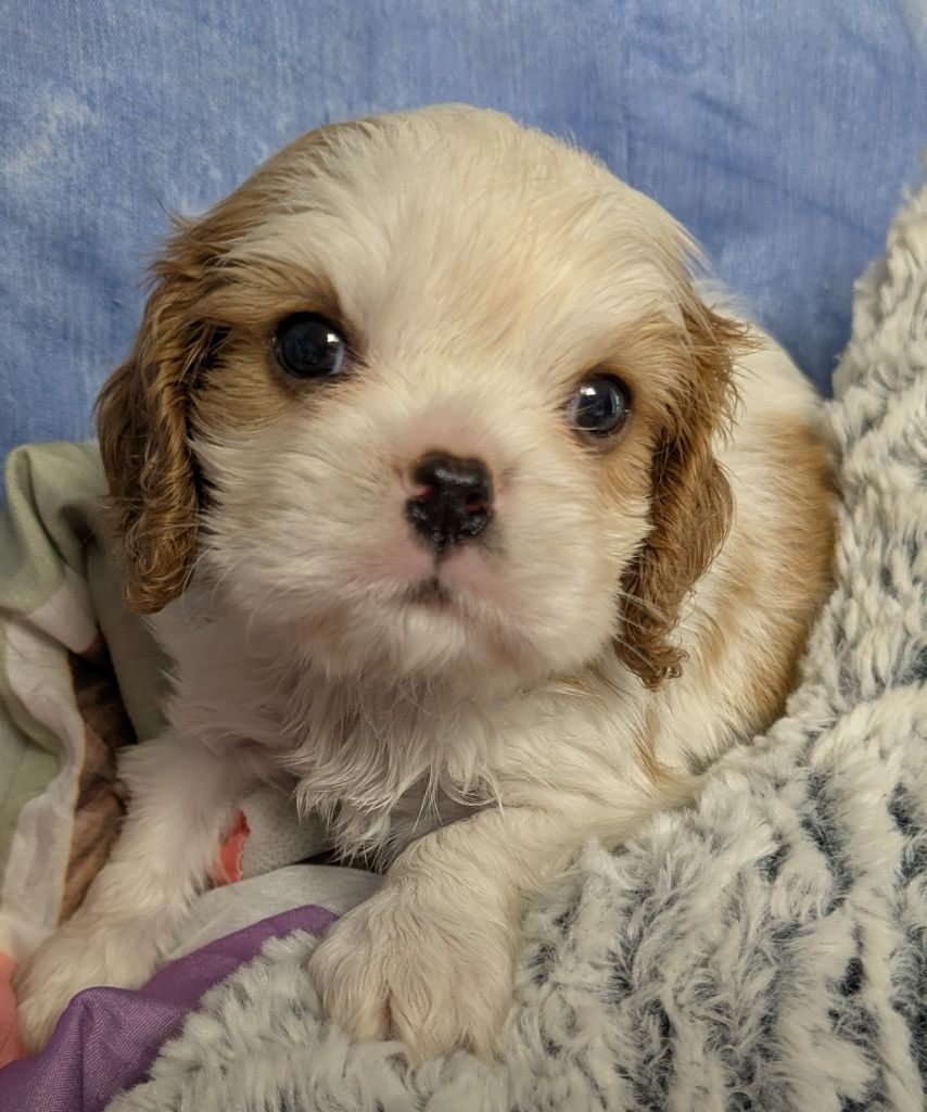 de la Lande du Médoc - Chiots disponibles - Cavalier King Charles Spaniel