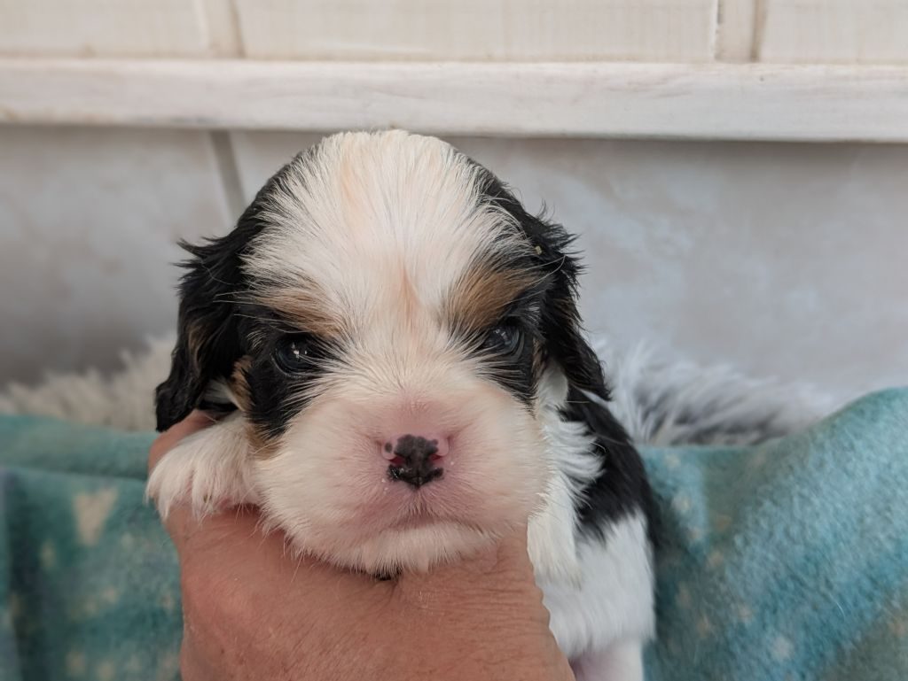 de la Lande du Médoc - Chiots disponibles - Cavalier King Charles Spaniel