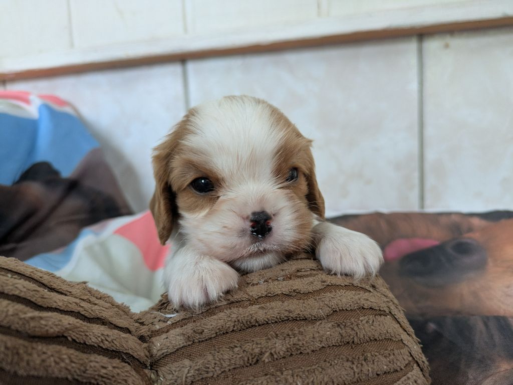 de la Lande du Médoc - Chiots disponibles - Cavalier King Charles Spaniel