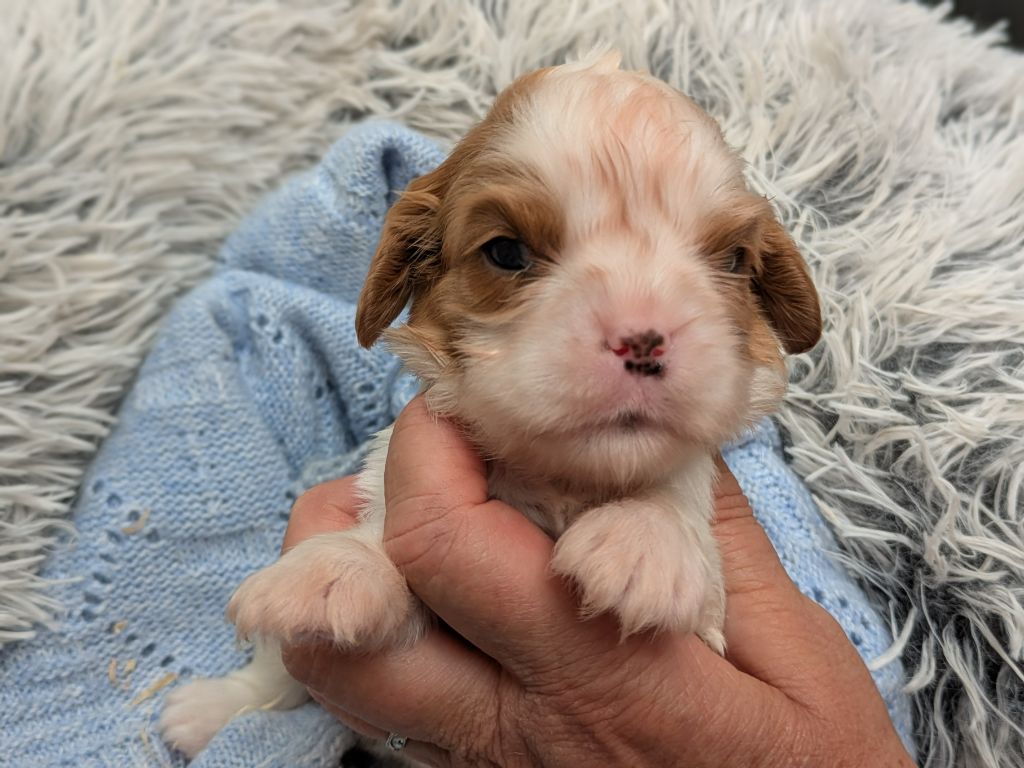 de la Lande du Médoc - Chiots disponibles - Cavalier King Charles Spaniel