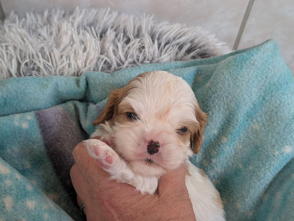 de la Lande du Médoc - Chiots disponibles - Cavalier King Charles Spaniel