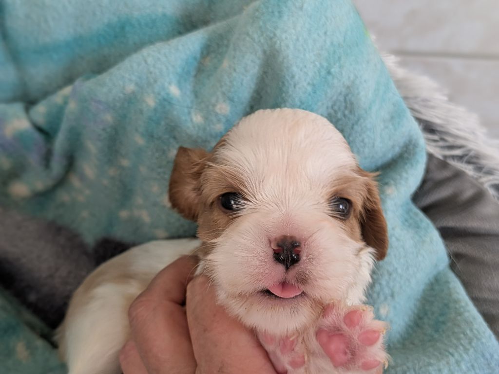 de la Lande du Médoc - Chiots disponibles - Cavalier King Charles Spaniel
