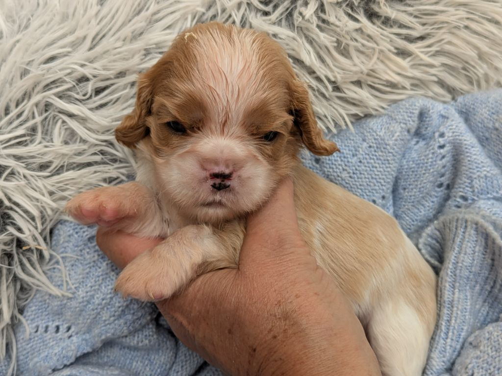 de la Lande du Médoc - Chiots disponibles - Cavalier King Charles Spaniel