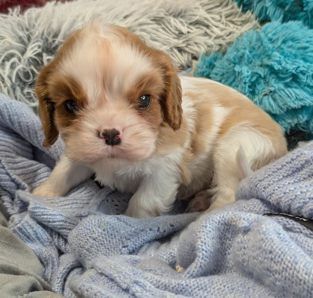 de la Lande du Médoc - Chiots disponibles - Cavalier King Charles Spaniel