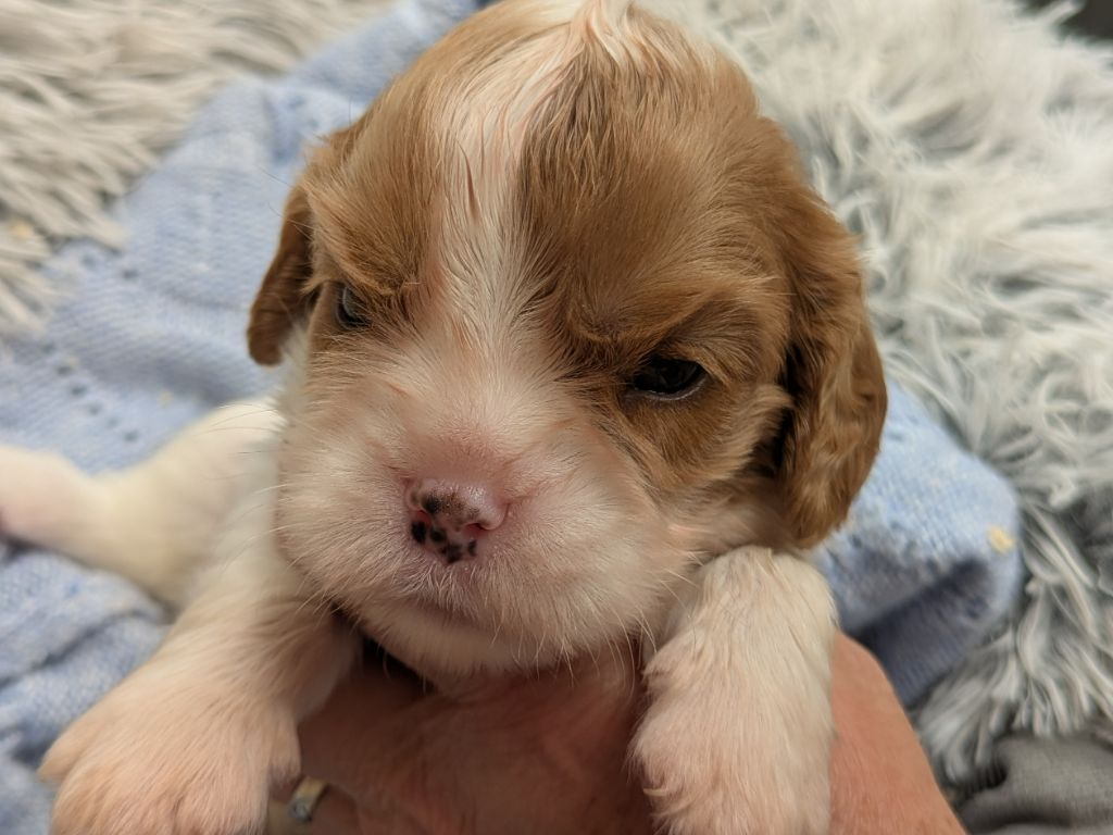 de la Lande du Médoc - Chiots disponibles - Cavalier King Charles Spaniel