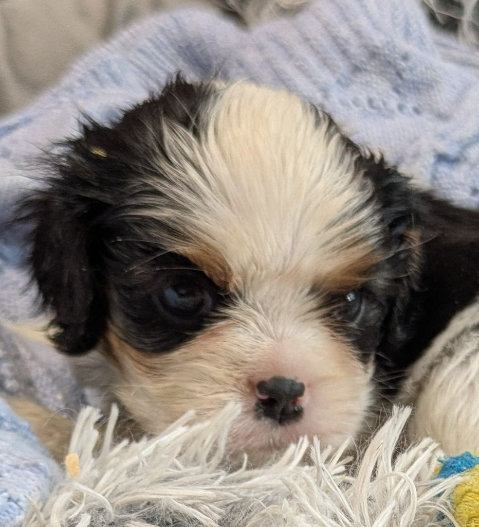 de la Lande du Médoc - Chiots disponibles - Cavalier King Charles Spaniel