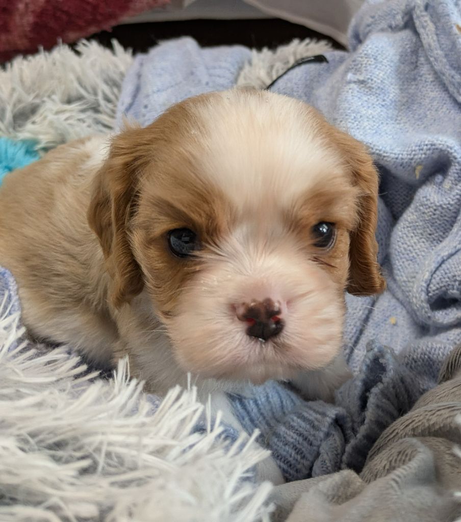 de la Lande du Médoc - Chiots disponibles - Cavalier King Charles Spaniel