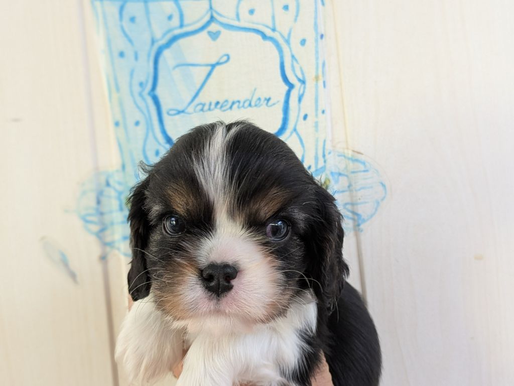de la Lande du Médoc - Chiots disponibles - Cavalier King Charles Spaniel