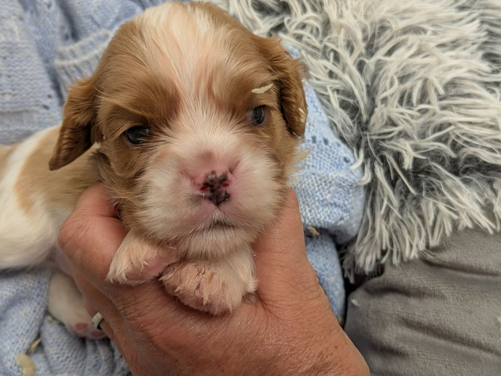 de la Lande du Médoc - Chiots disponibles - Cavalier King Charles Spaniel