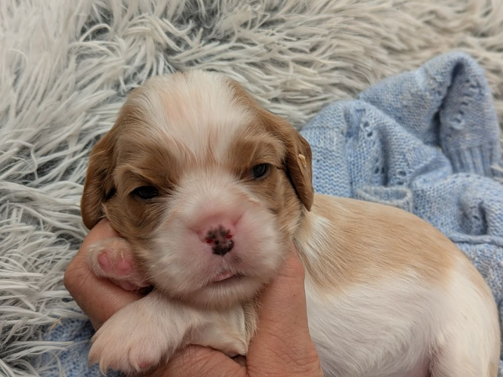 de la Lande du Médoc - Chiots disponibles - Cavalier King Charles Spaniel