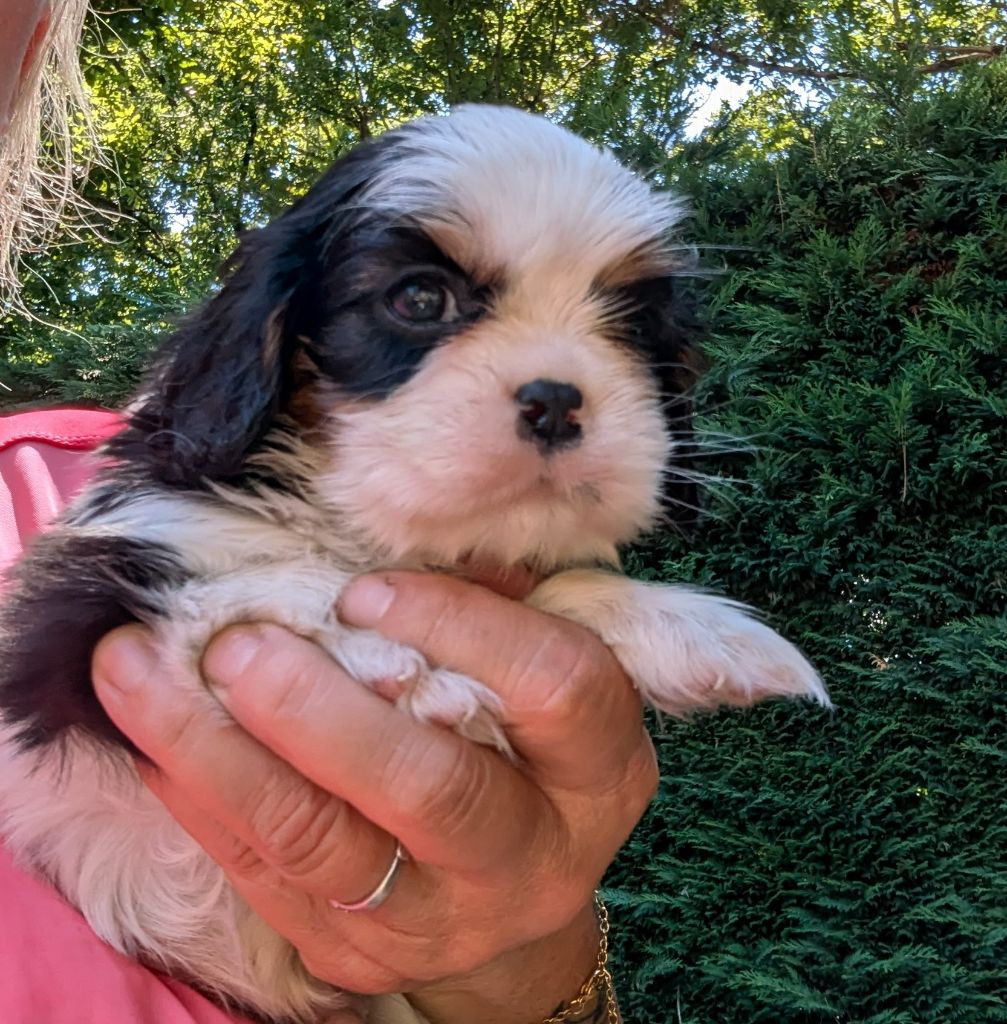 de la Lande du Médoc - Chiots disponibles - Cavalier King Charles Spaniel