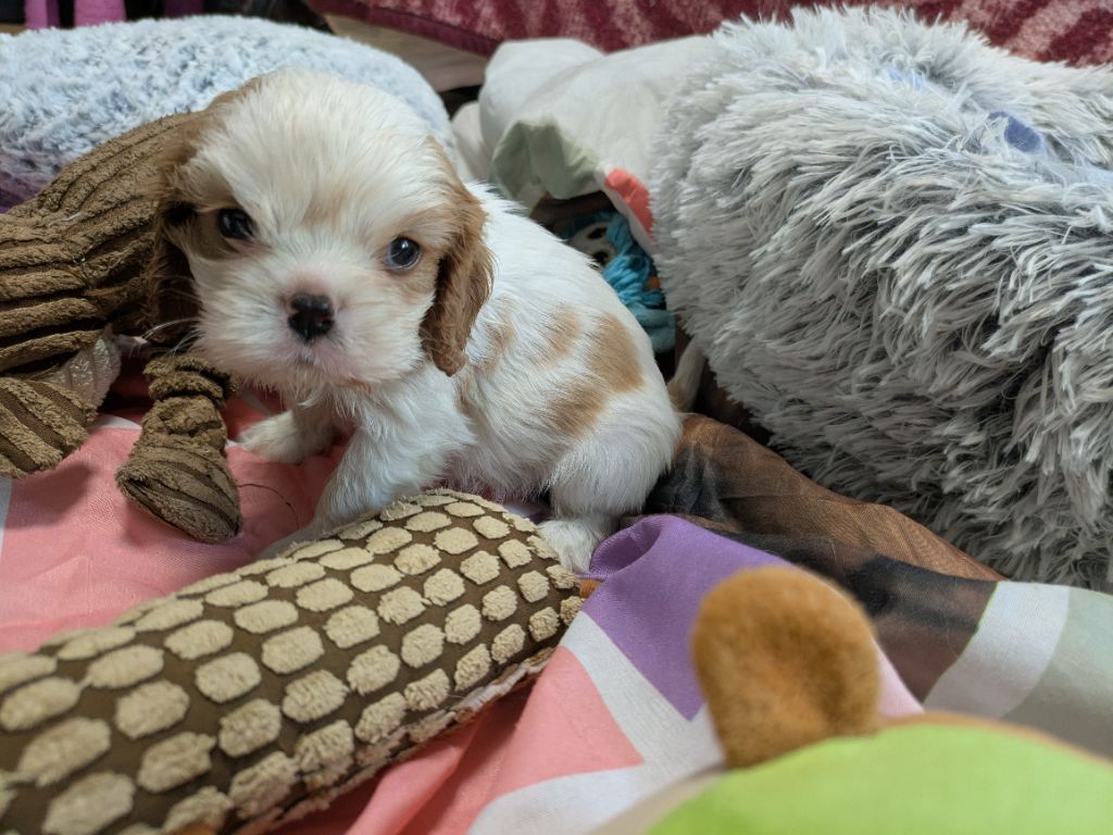 de la Lande du Médoc - Chiots disponibles - Cavalier King Charles Spaniel