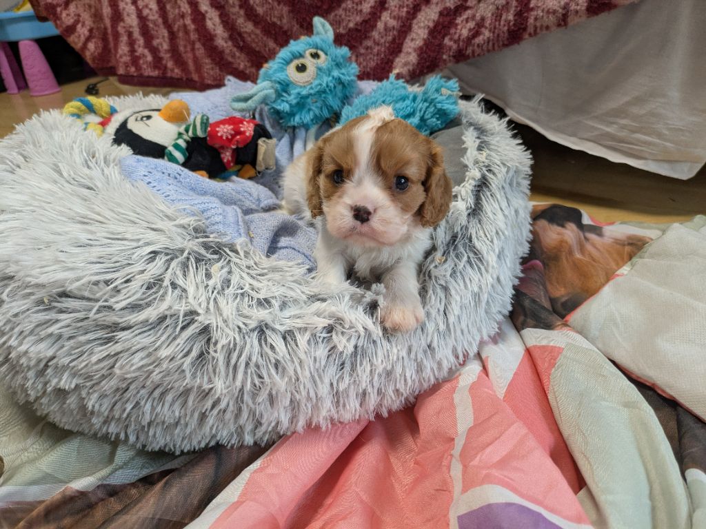 de la Lande du Médoc - Chiots disponibles - Cavalier King Charles Spaniel