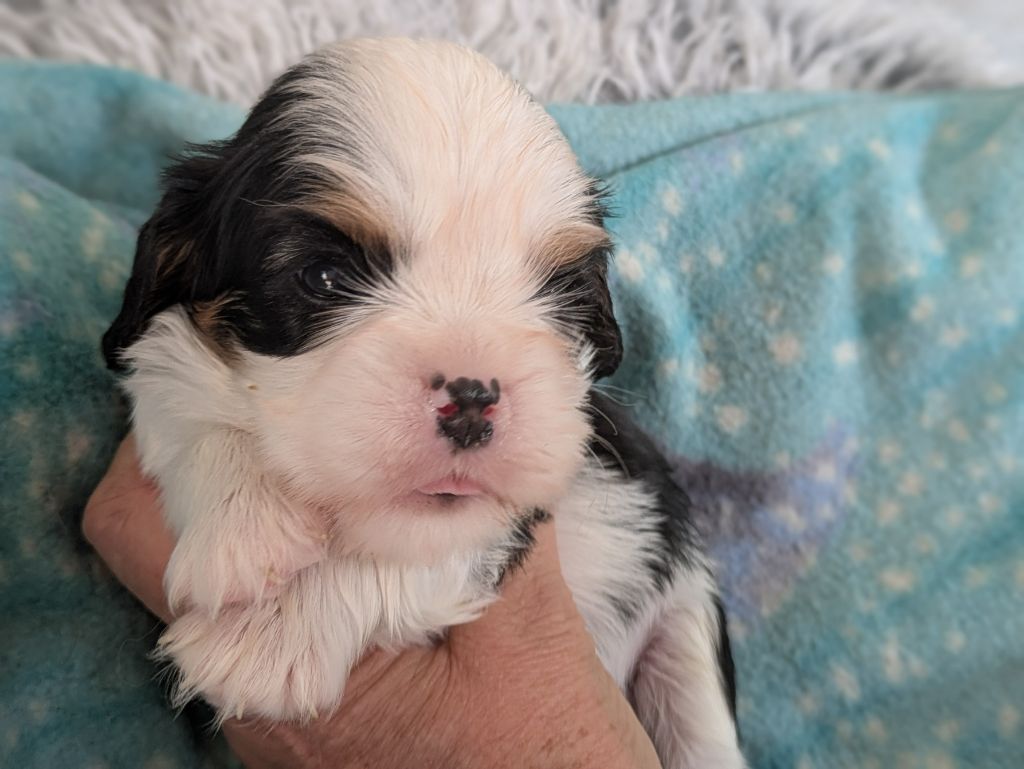 de la Lande du Médoc - Chiots disponibles - Cavalier King Charles Spaniel