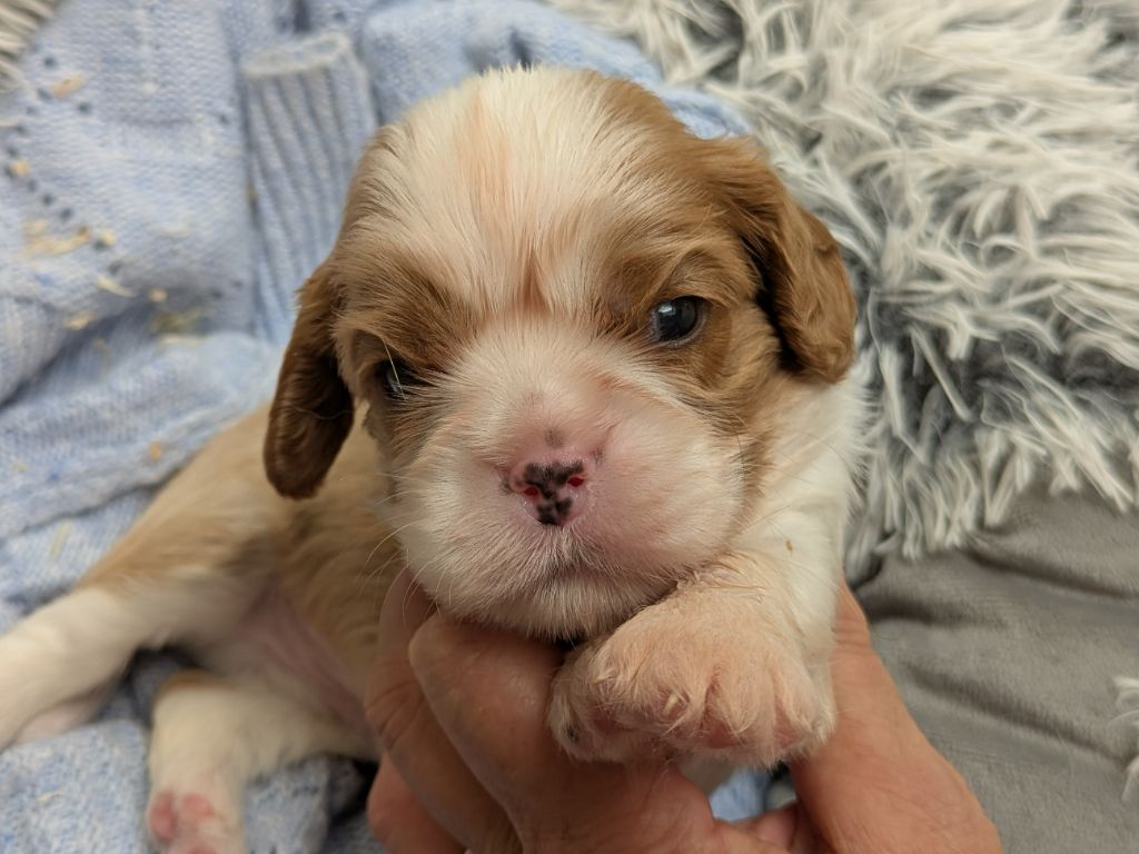 de la Lande du Médoc - Chiots disponibles - Cavalier King Charles Spaniel