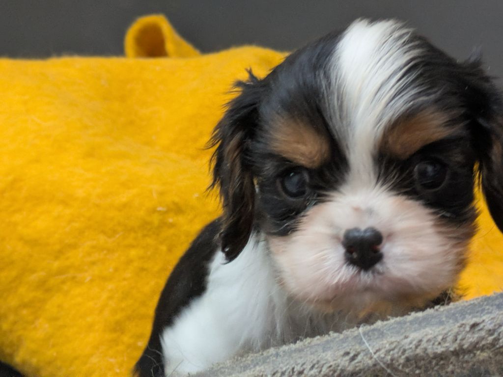 de la Lande du Médoc - Chiots disponibles - Cavalier King Charles Spaniel