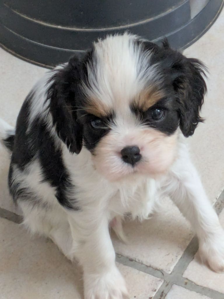 de la Lande du Médoc - Chiots disponibles - Cavalier King Charles Spaniel