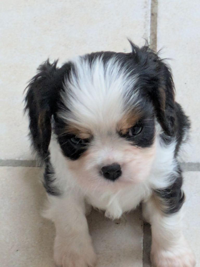 de la Lande du Médoc - Chiots disponibles - Cavalier King Charles Spaniel