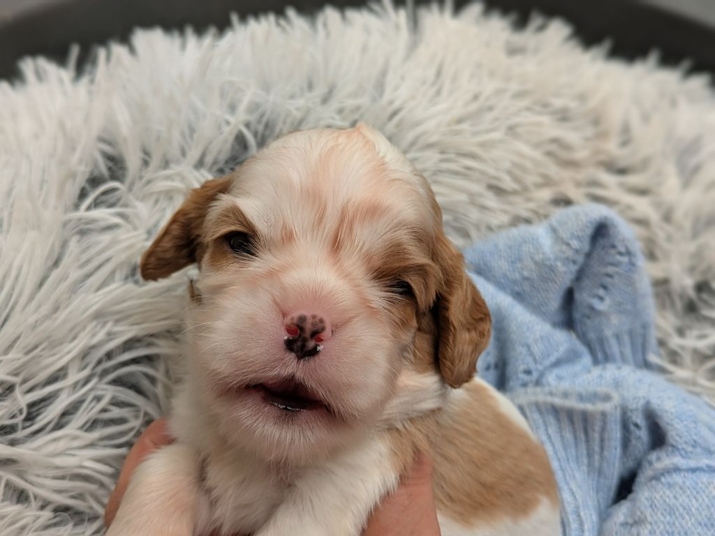 de la Lande du Médoc - Chiots disponibles - Cavalier King Charles Spaniel
