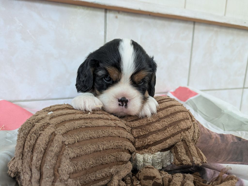 de la Lande du Médoc - Chiots disponibles - Cavalier King Charles Spaniel