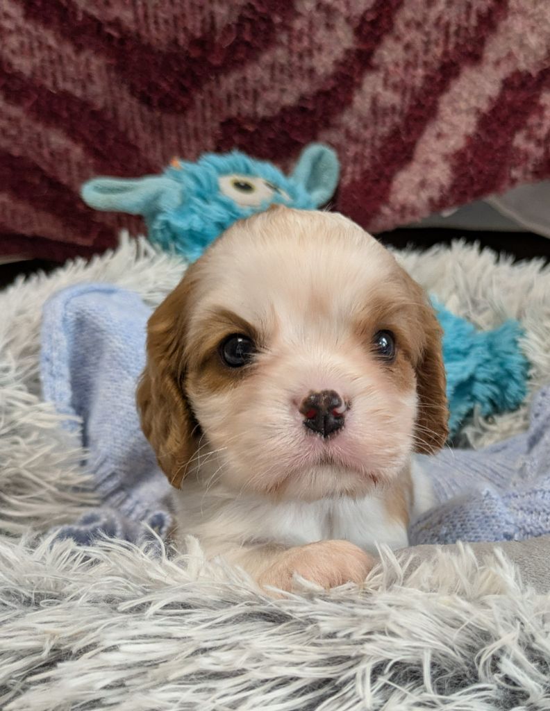 de la Lande du Médoc - Chiots disponibles - Cavalier King Charles Spaniel
