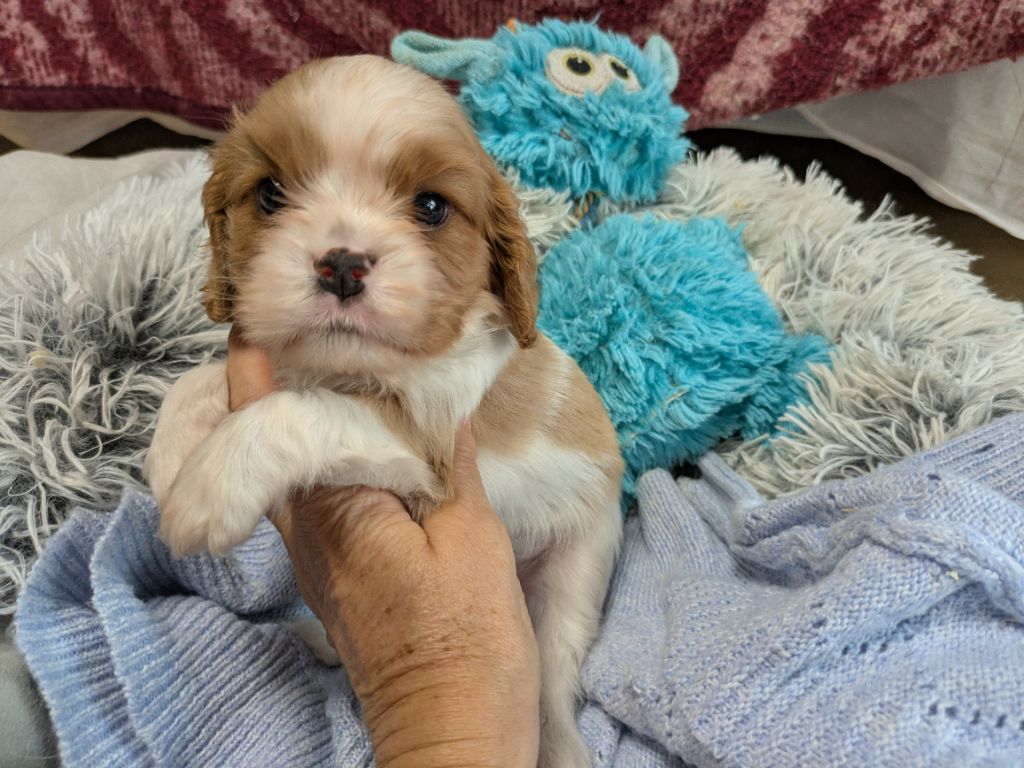 de la Lande du Médoc - Chiots disponibles - Cavalier King Charles Spaniel