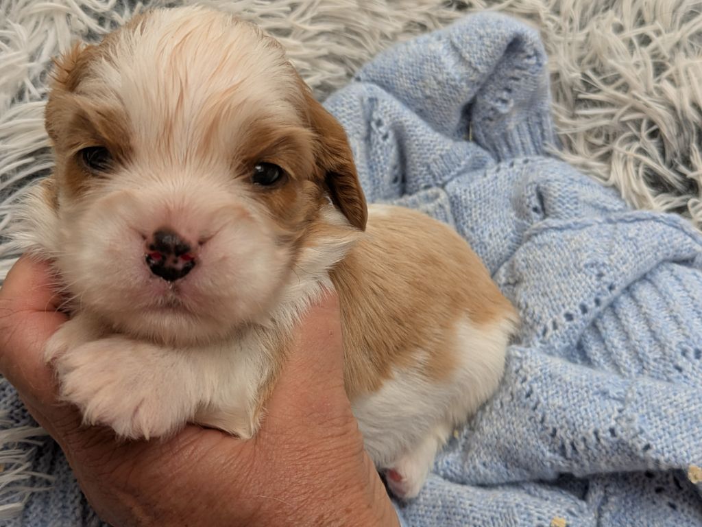 de la Lande du Médoc - Chiots disponibles - Cavalier King Charles Spaniel